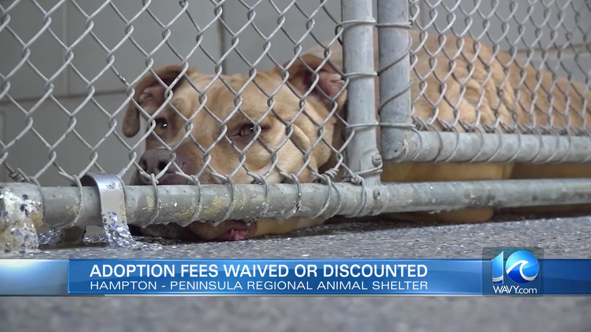 Peninsula Regional Animal Shelter waives fees for ‘Empty the Shelter
