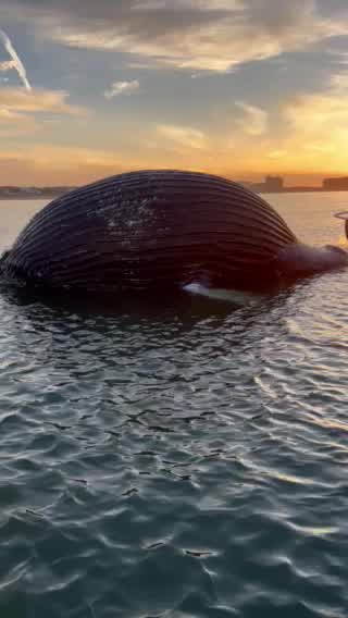 Dead humpback dolphin found on Vainguinim beach in Panaji