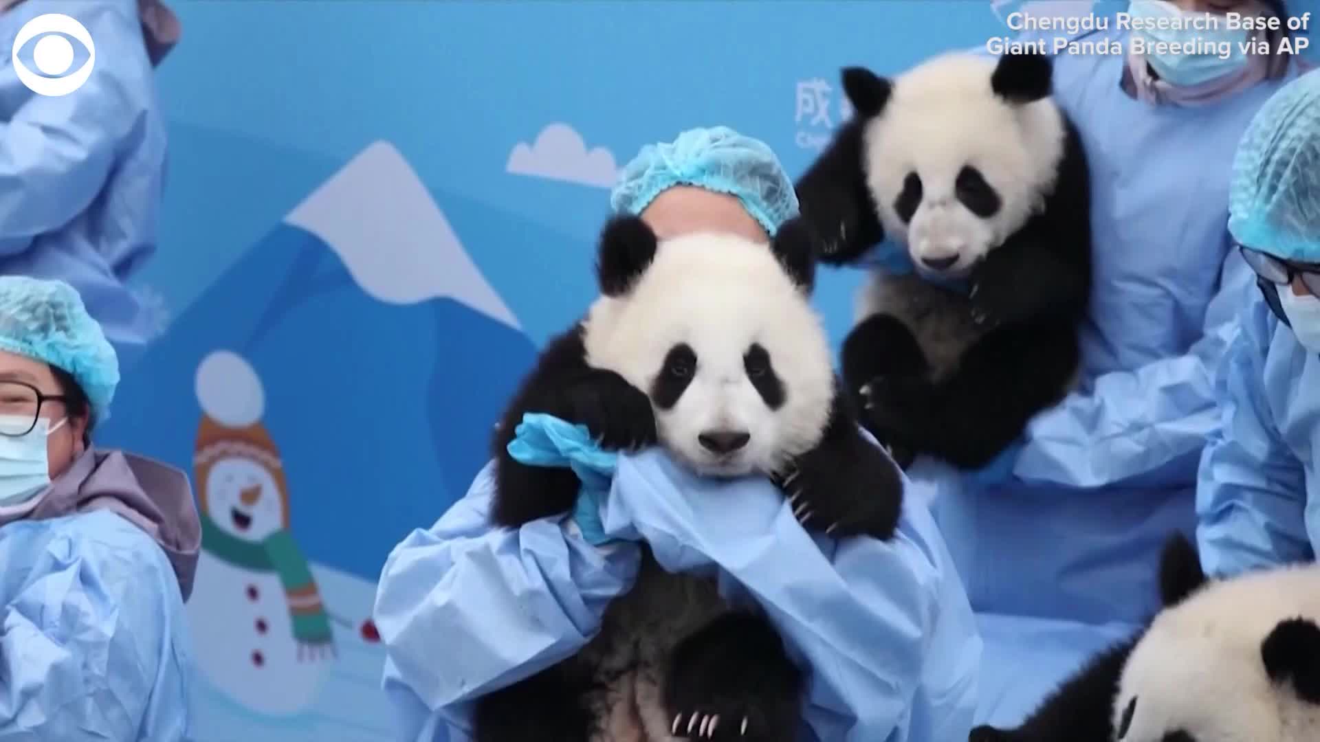 Pandas ring in Lunar New Year – WANE 15
