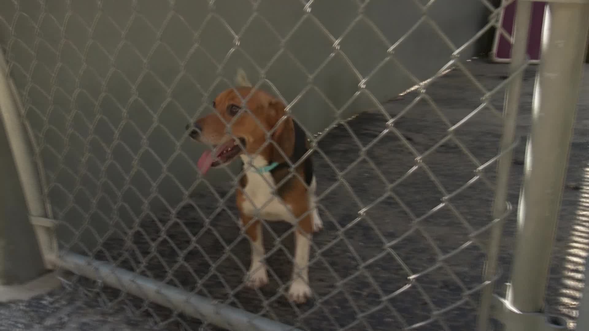 Humane Fort Wayne beagles get adopted WANE 15