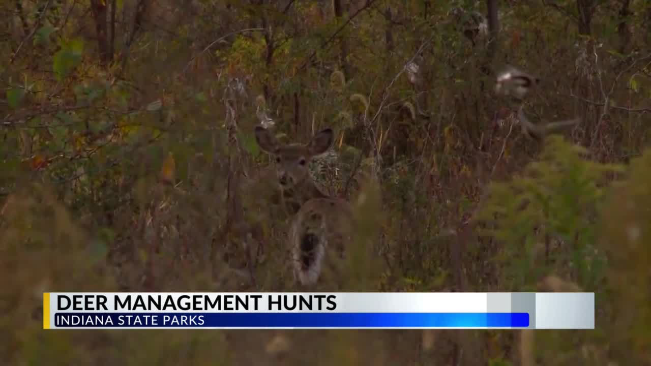 These Indiana state parks will close for deer reduction hunts WANE 15