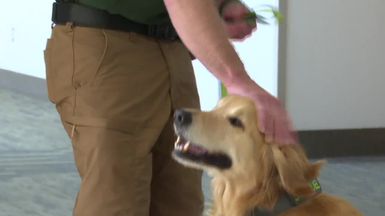 Parkview pups therapy dogs used to improve mental health – WANE 15