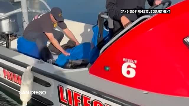 Lifeguards rescue dog swept out to sea by rip current off San Diego ...