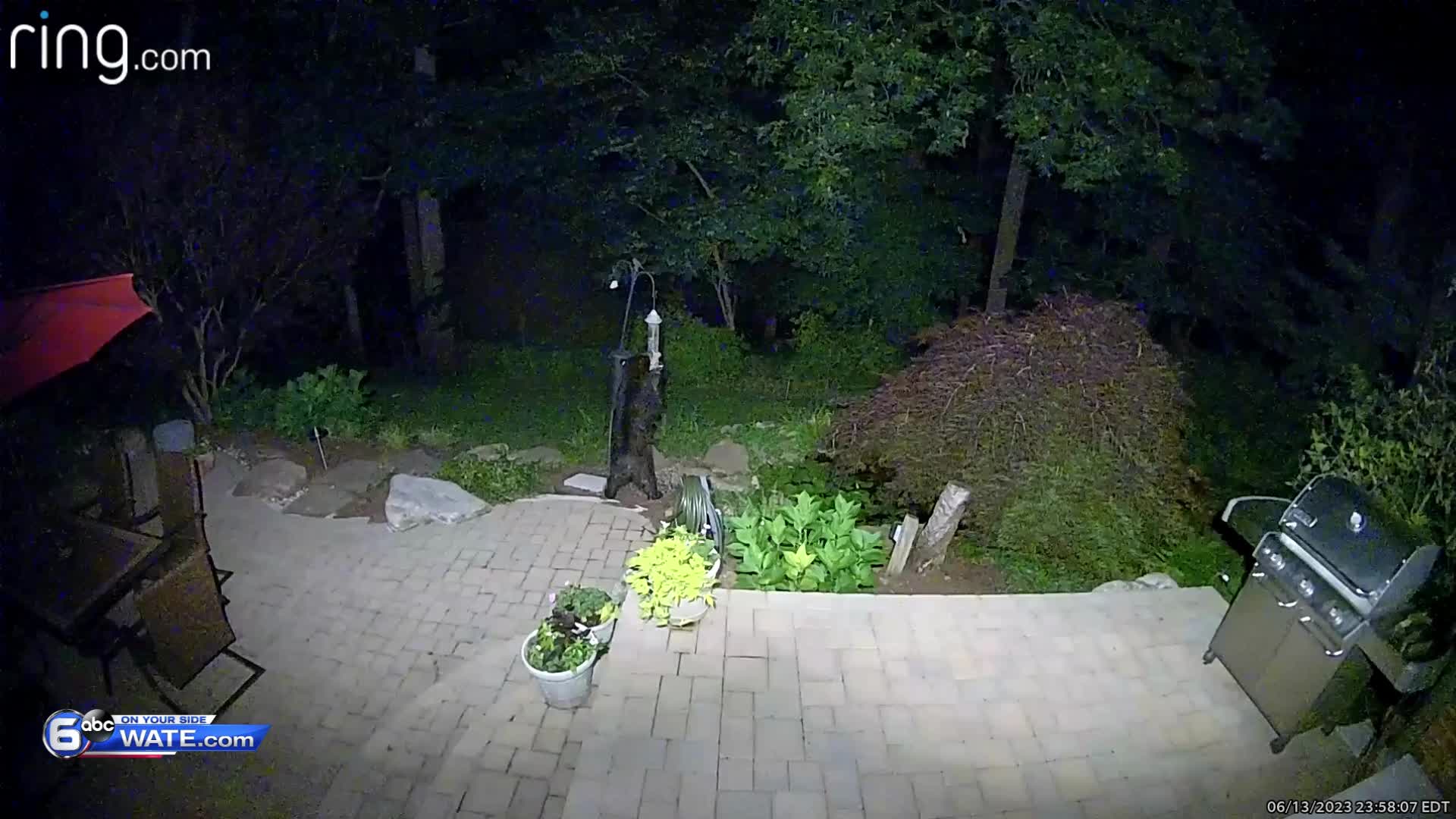 Black Bear at bird feeder in West Knoxville WATE 6 On Your Side