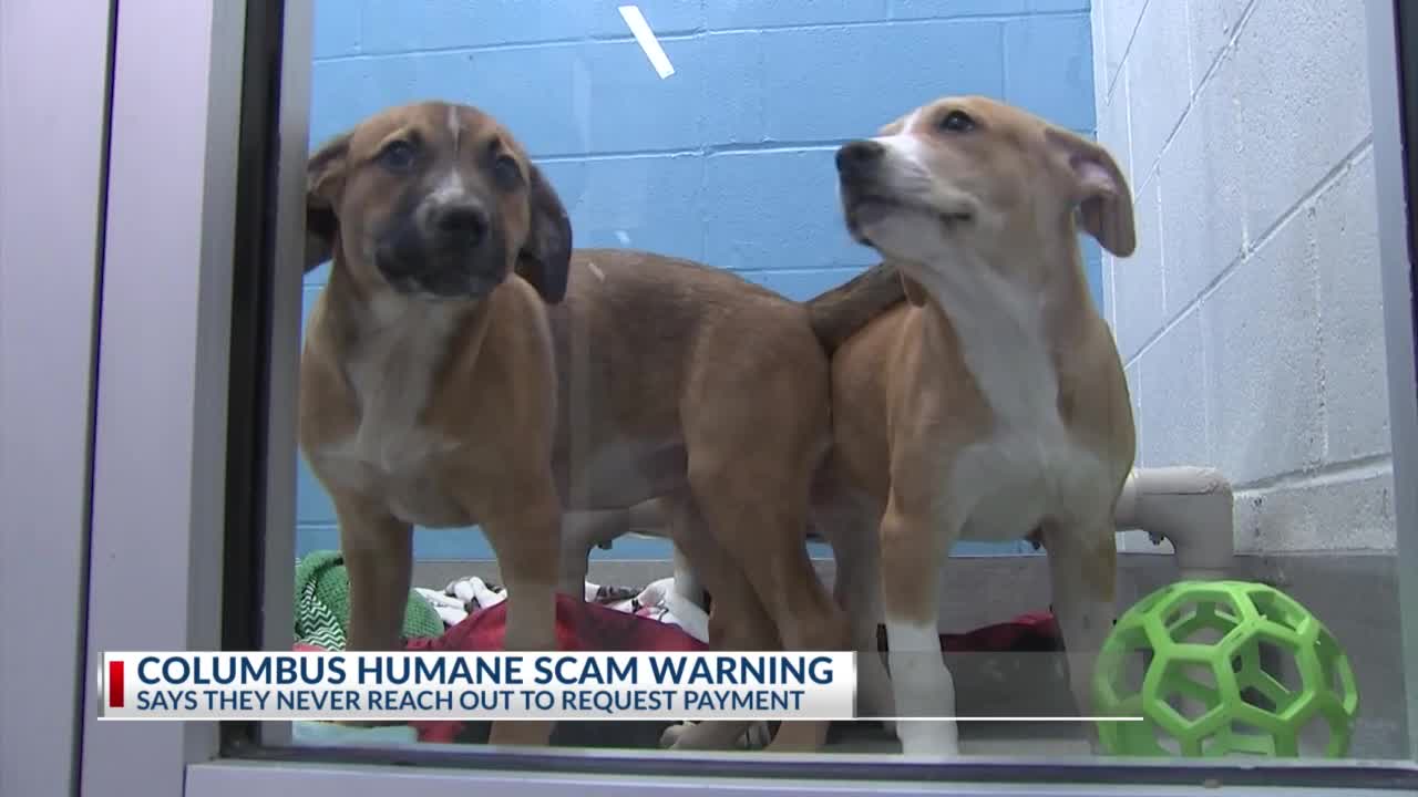 Columbus Humane warns of missing pet scams – NBC4 WCMH-TV