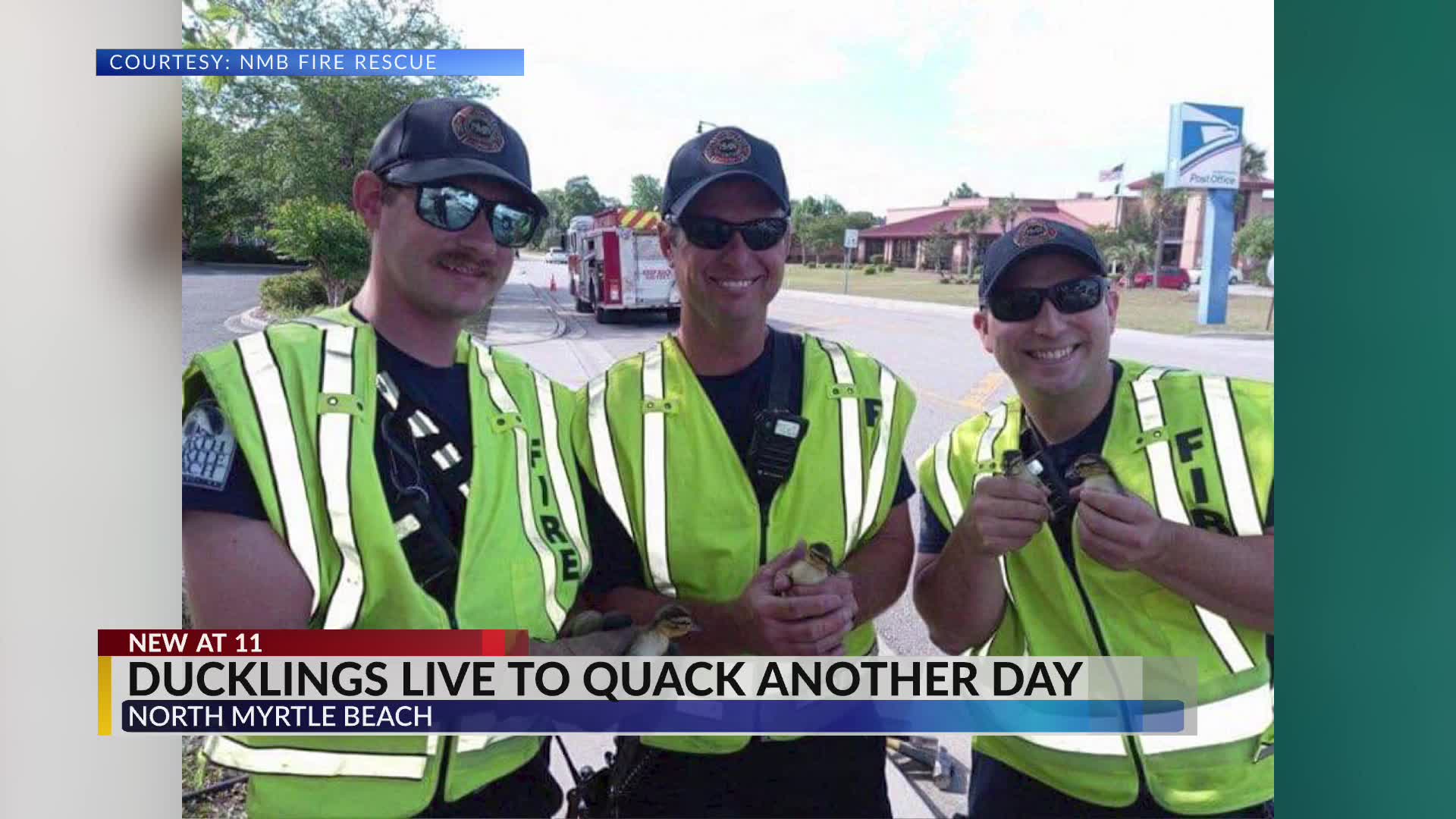 Ducklings live to quack another day after rescue in North Myrtle Beach ...