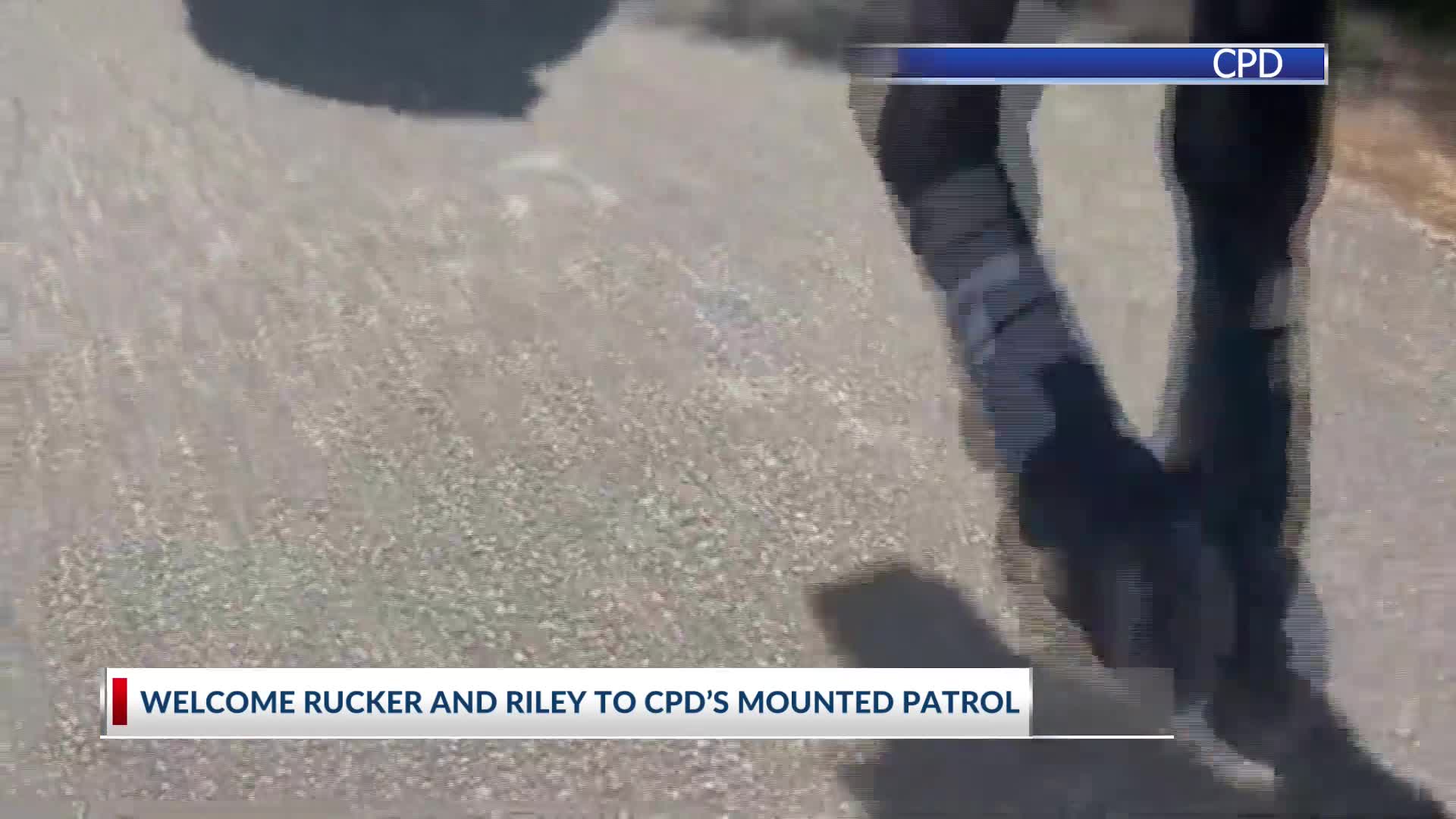 Charleston PD welcomes new members to mounted patrol – WCBD News 2