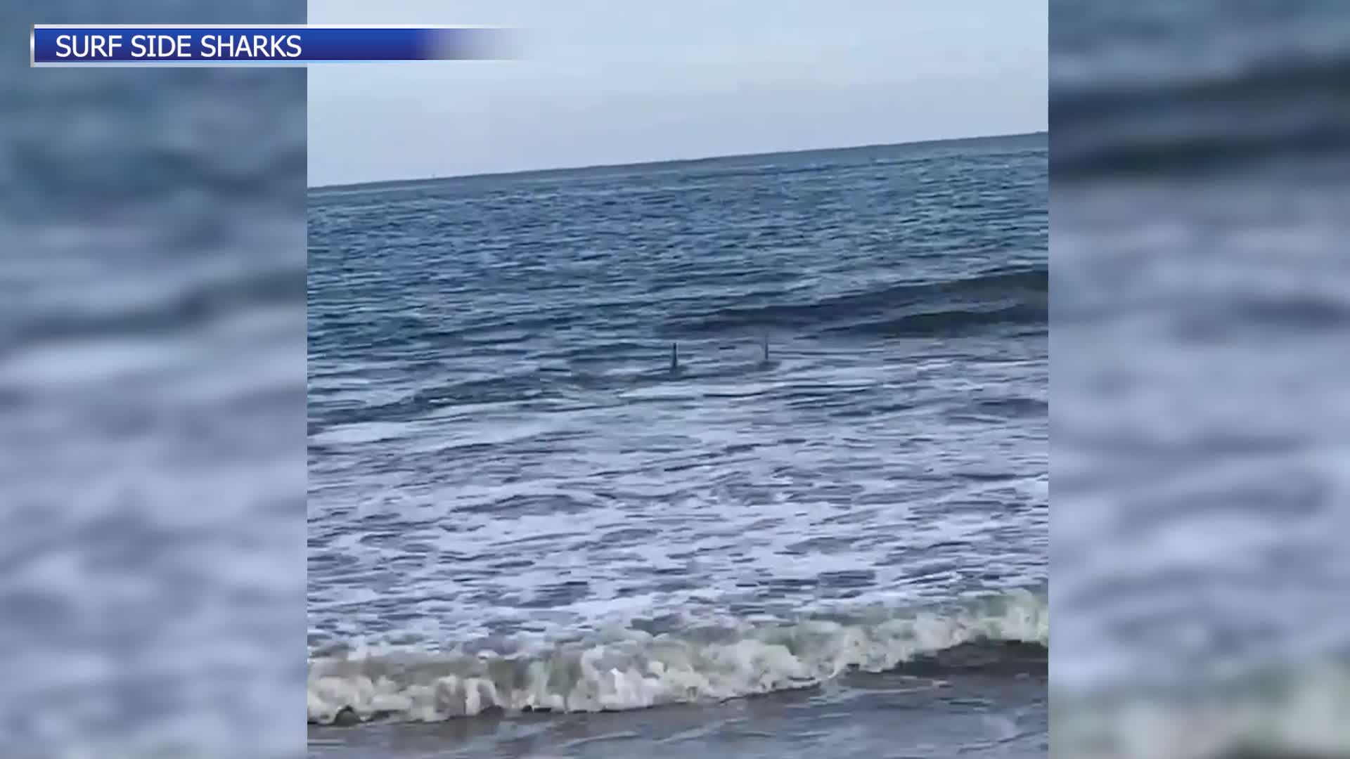 Video shows shark feeding along Sullivans Island beach – WCBD News 2