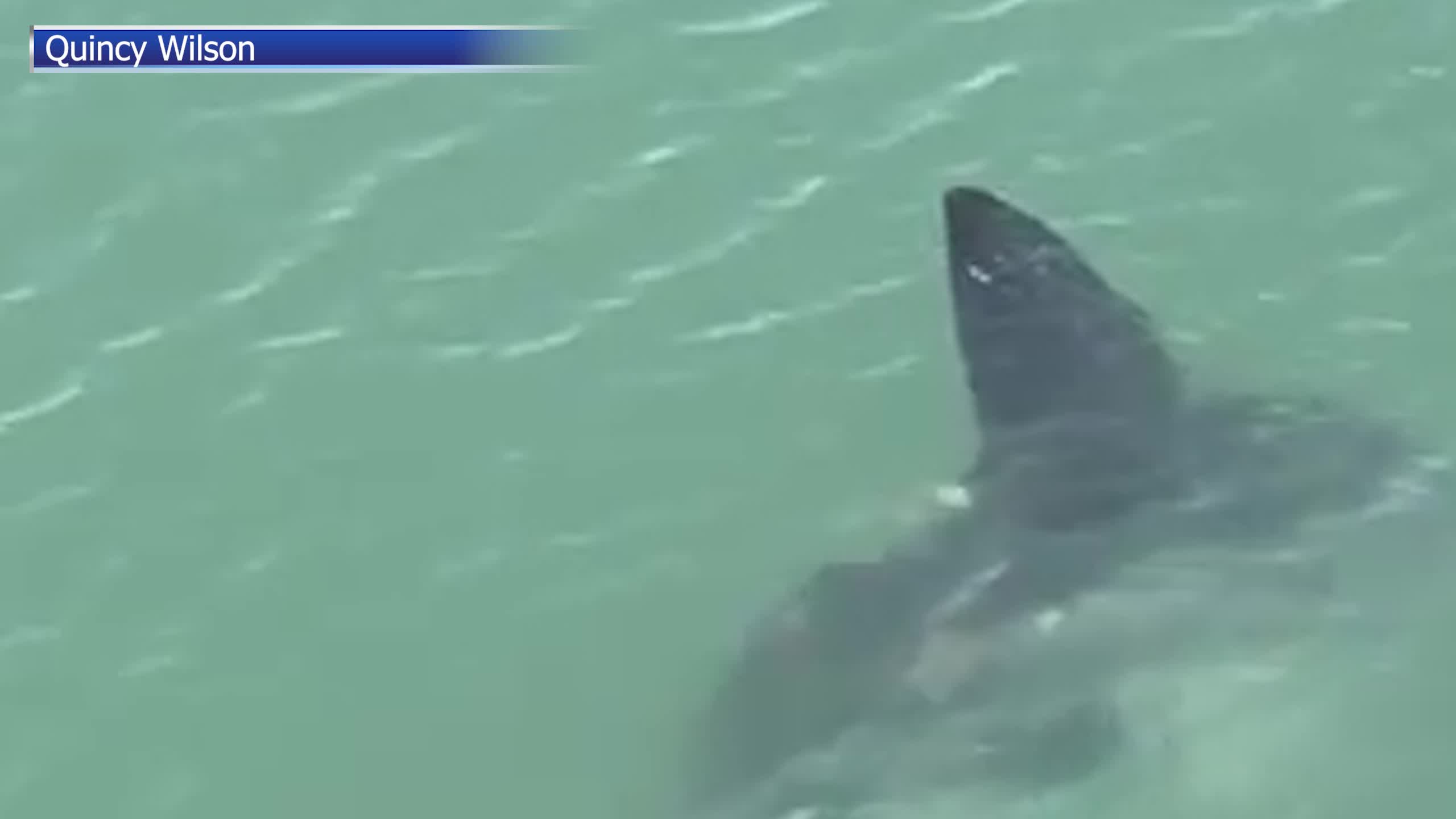 Rare sighting of ocean sunfish captured near Folly Beach – WCBD News 2