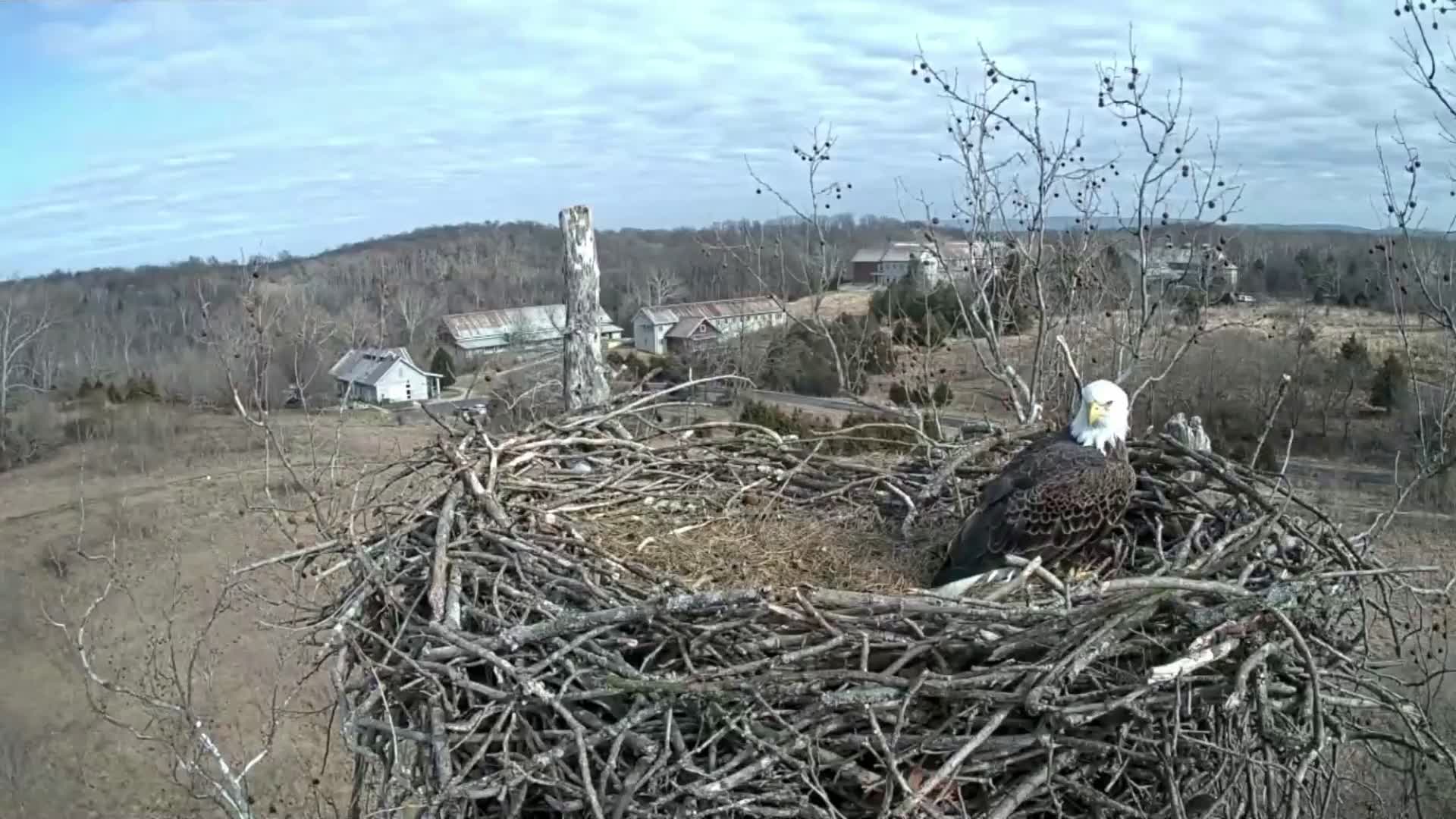 Bald eagle couple builds nest in West Virginia – WBOY.com