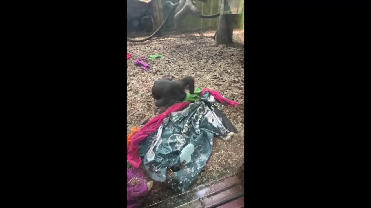 Adorable chimp takes a spin