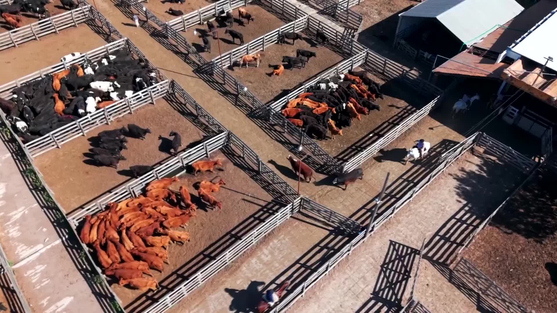 U.S. Ranchers Push Back as White House Moves Forward With Argentine ...